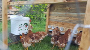 Lire la suite à propos de l’article Un guide complet pour élever des poules en bonne santé