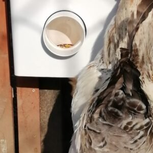 Mangeoires pour canards