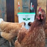 Affections médicales les poules
