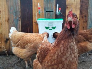 Affections médicales les poules