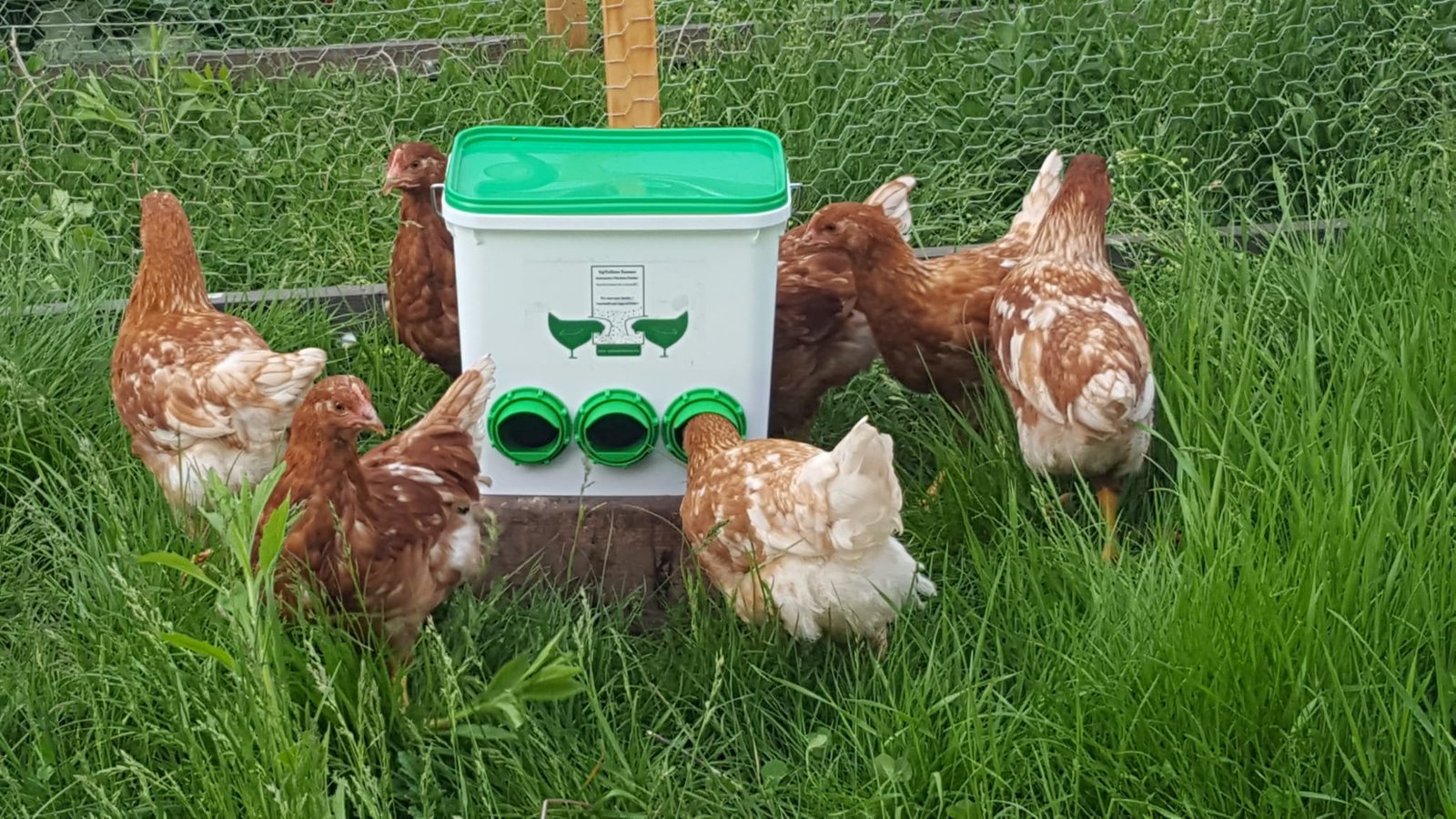 mangeoire poussin anti gaspillage