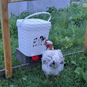 Mangeoire carrée pour poulets 20L / 14 kg (4 ports) + Abreuvoir 18L avec 2 coupelles de gravité