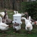 maladie des oies domestiques