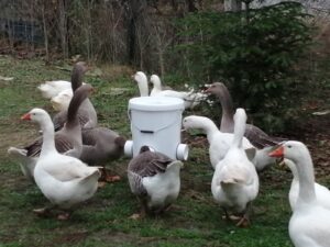 Lire la suite à propos de l’article Oies domestiques : les aides polyvalentes à plumes de la ferme
