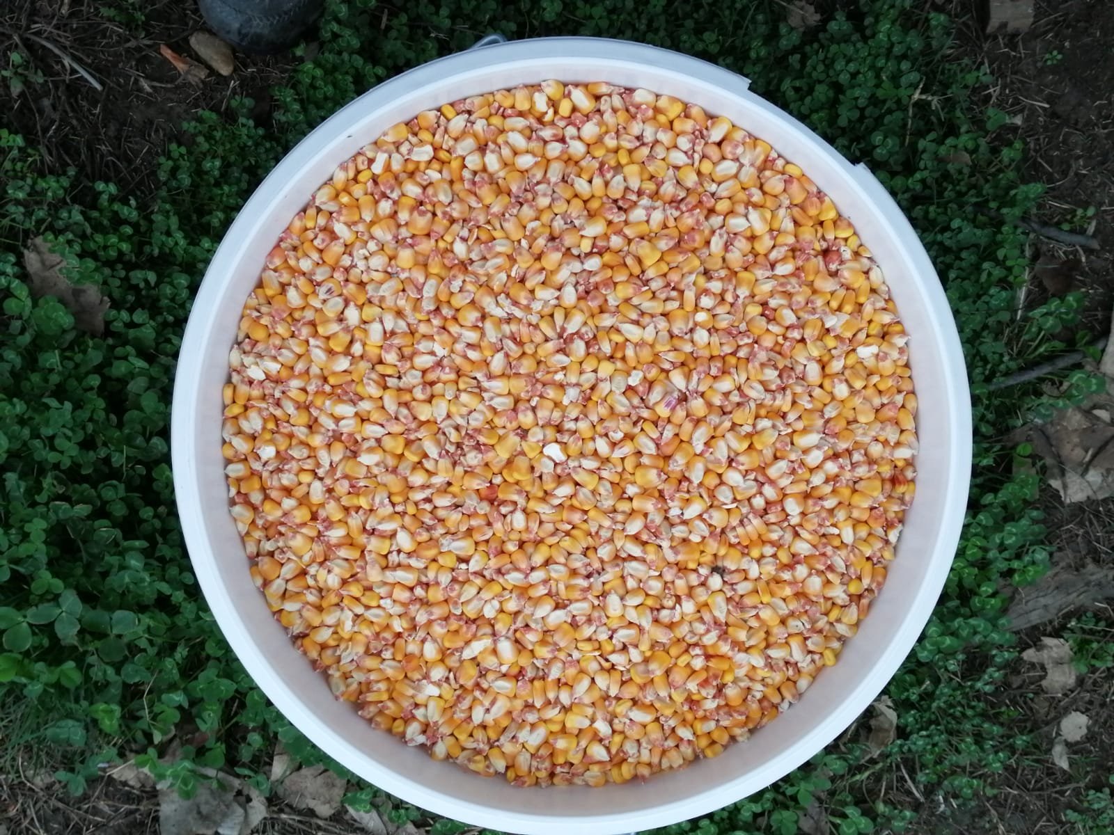 mangeoire poule anti-nuisible