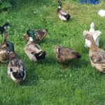 maladie des canards