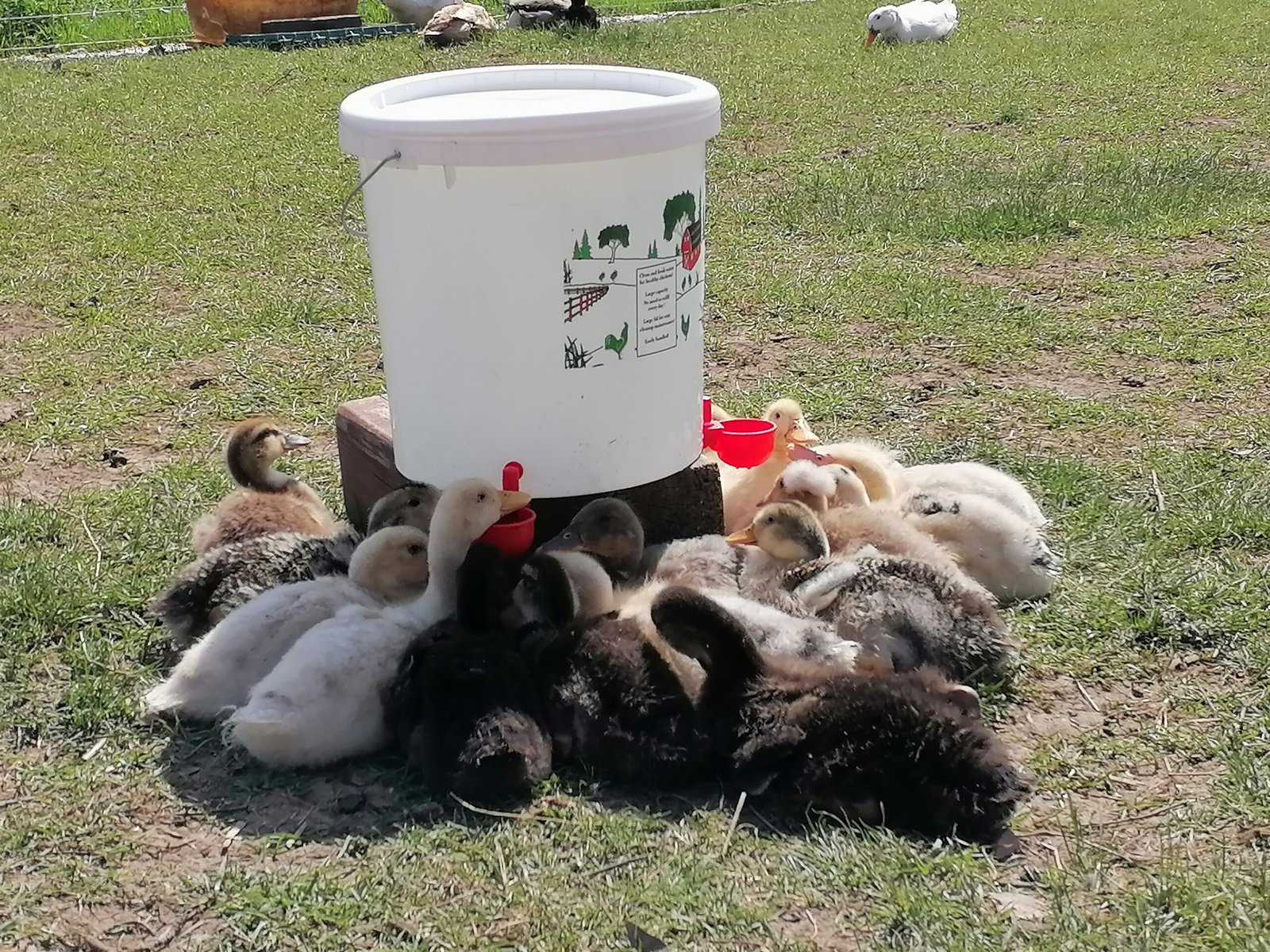 abreuvoir poule automatique