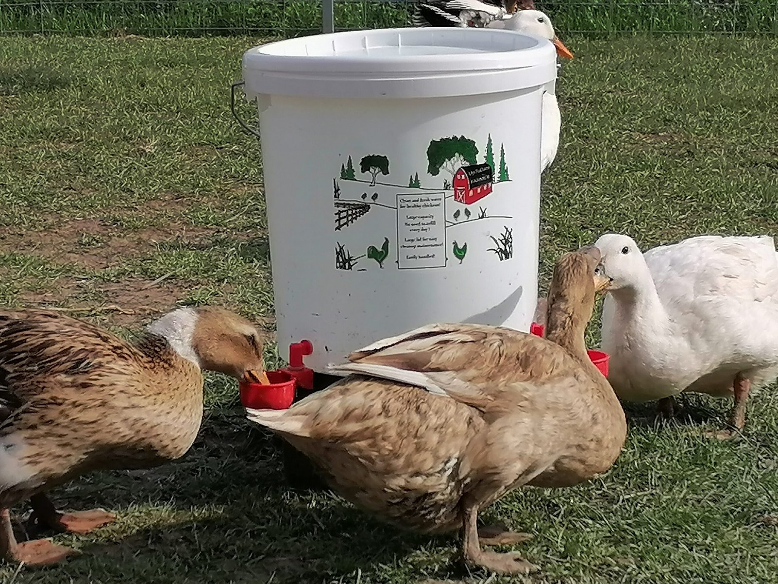 fabriquer abreuvoir poule bidon